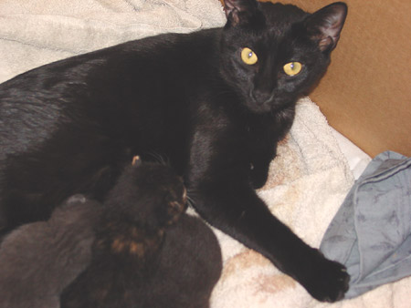 venus and kittens 1