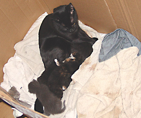 venus and kittens 2